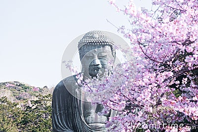 Great Buddha at Kotoku-in with beautiful cherry blossoms. Kamakura, Japan Stock Photo