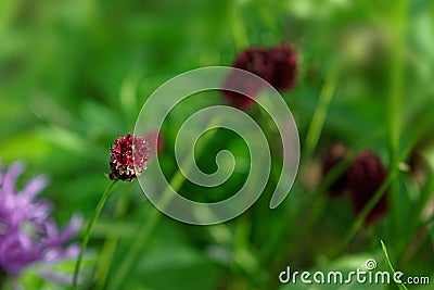 Great burnet Sanguisorba officinalis Greater burnet flower Stock Photo