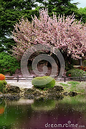 Great clear Cherry Blossom tree Stock Photo