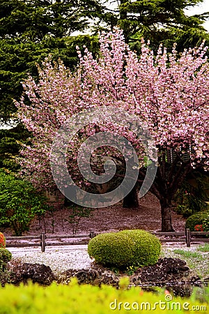 Great clear Cherry Blossom tree Stock Photo