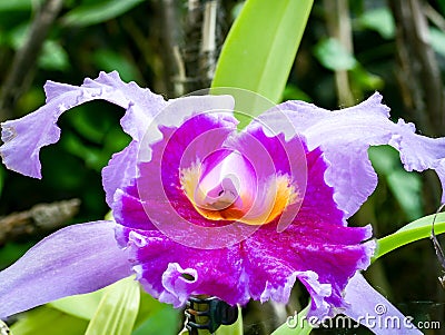 Great close-up of a pink orchid Stock Photo