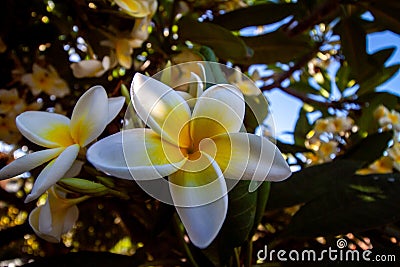 Great close up from wallflower blossom Stock Photo