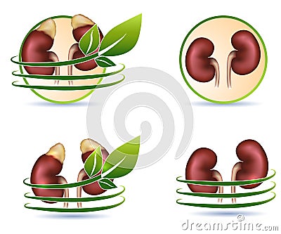 Great collection of human kidneys Vector Illustration