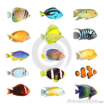 Great collection of a tropical fish. Stock Photo