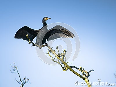 Great cormorant Stock Photo