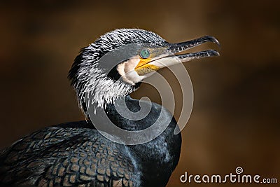 Great Cormorant Stock Photo