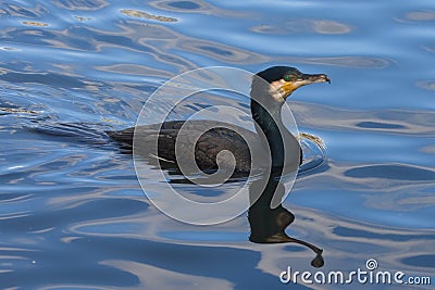 Great Cormorant Stock Photo