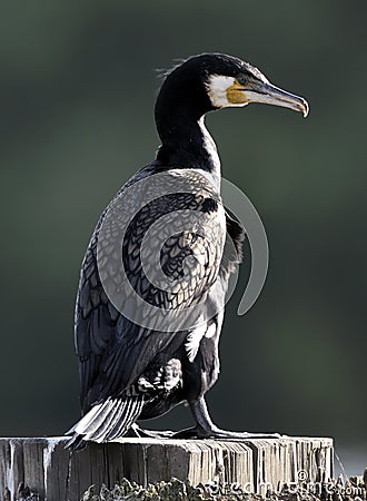 Great Cormorant Stock Photo