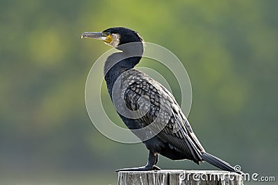 Great Cormorant Stock Photo