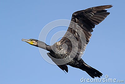 Great Cormorant Bird in flight Stock Photo