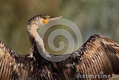 Great Cormorant drying its wing, a portrait Stock Photo