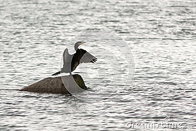 Great Cormorant Stock Photo