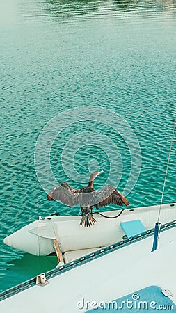 Great cormorant drying wings on a fishing boat Stock Photo