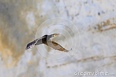 A Great Cormorant flying in front of the cliffs Stock Photo