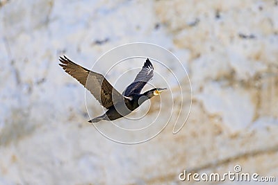 A Great Cormorant flying in front of the cliffs Stock Photo