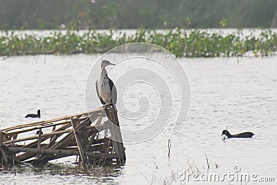 Great Cormorant Perching on Bamboo Structure Stock Photo