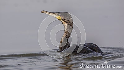 Great Cormorant in Lake Stock Photo