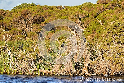 Great Cormorant, Little Pied Cormorant birds on tree at Lake Seppings, Albany, Western Australia Stock Photo