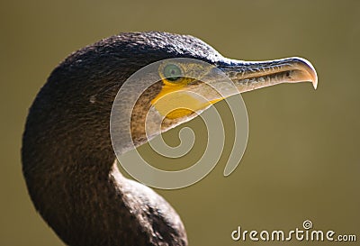 Great cormorant looking Stock Photo