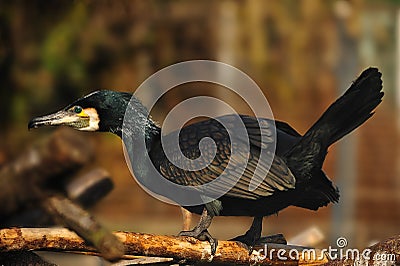 Great Cormorant (Phalacrocorax carbo) Stock Photo