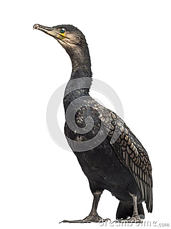 Great Cormorant, Phalacrocorax carbo Stock Photo