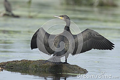 Great cormorant Phalacrocorax carbo Stock Photo