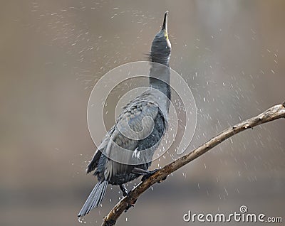 A great cormorant Phalacrocorax carbo drying its wings after a swim at a lake. Stock Photo