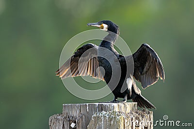 Great Cormorant (Phalacrocorax carbo) drying wings Stock Photo