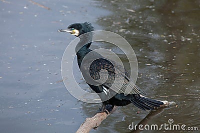 Great cormorant Phalacrocorax carbo Stock Photo