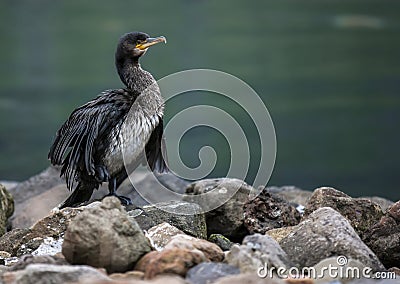 Great Cormorant in Seydisfjordur Stock Photo