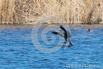Great Cormorant spreading his wings on water Stock Photo
