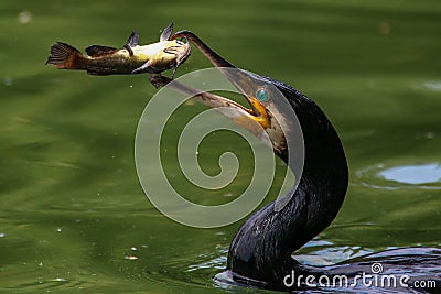 Great Cormorant trowing a fish in the air. Great Cormorant catching fish Stock Photo