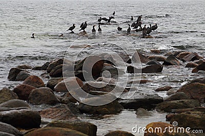 Great Cormorants in Baltic Sea near Gohren Germany Stock Photo