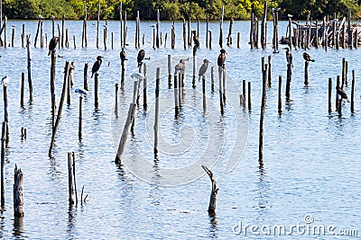 Great cormorants in Teich Bird Reserve, France Stock Photo