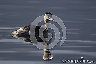 Great Crested Grebe Stock Photo