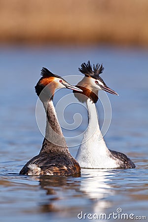 Great crested grebe Stock Photo
