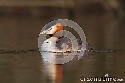 Great crested grebe Stock Photo