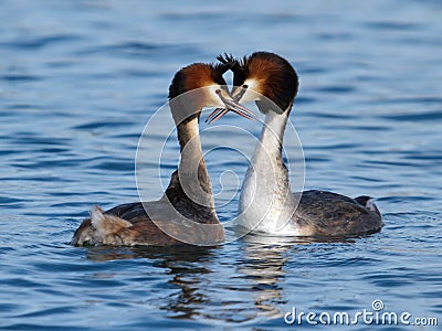 Great crested grebe ducks courtship Stock Photo