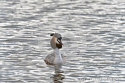 Great crested Grebe face on Springtime Somerset UK Stock Photo