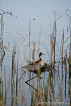 Great crested grebe on the nest Stock Photo