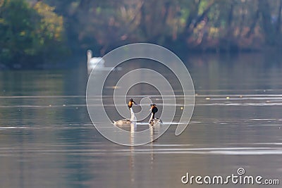 Great Crested Grebe (Podiceps cristatus) courting, taken in the UK Stock Photo