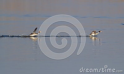 Great-crested grebe, Podiceps cristatus. Early morning on the river, the birds run over water Stock Photo