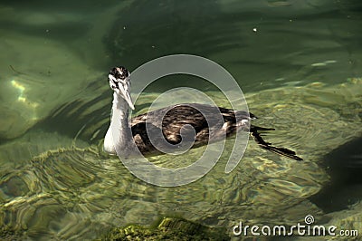 Great crested grebe Podiceps cristatus; immature individual on Lake Garda Stock Photo