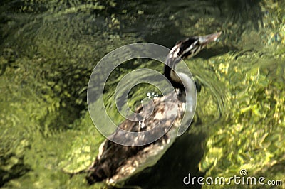 Great crested grebe Podiceps cristatus; immature individual surfacing on Lake Garda Stock Photo