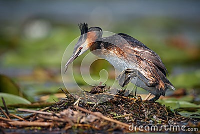 The great crested grebe - Podiceps cristatus, on the nest. Wildlife scene from Danube delta Stock Photo