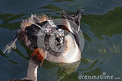 Great crested grebes with chicks displaying a red heart on forehead Stock Photo