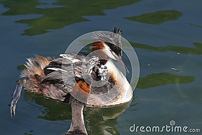 Great crested grebes with chicks Stock Photo