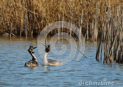 Great Crested Grebes courting Stock Photo