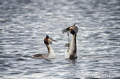 Great Crested Grebes courtship Stock Photo