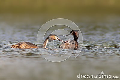 A great crested grebes feed their chicks while swimming on a lake Stock Photo